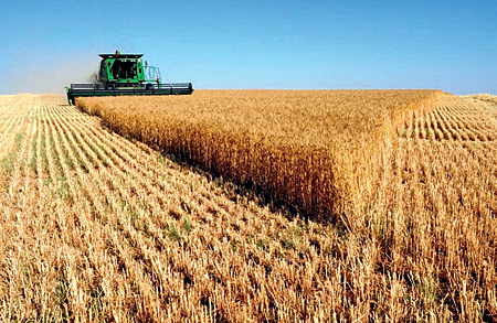 По производству зерновых культур Балаклейский район в области только на 3-м месте